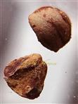  Drupe Pyrene